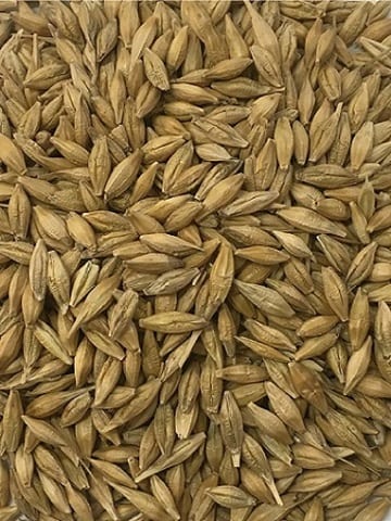 BARLEY WHOLE CLIPPED & DRESSED 25KG