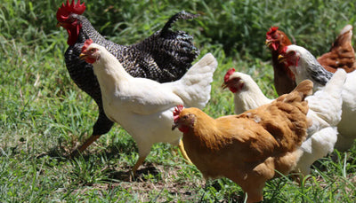 Poultry Feeding Basics