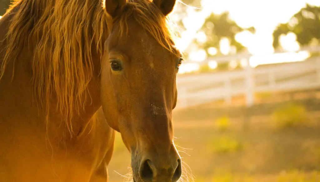 Grazing Muzzles – Is Your Horse a Candidate?