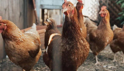Scaly Leg Mite in Chooks