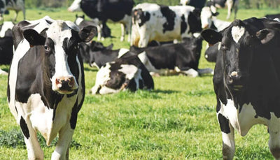 Optimising Pasture Performance