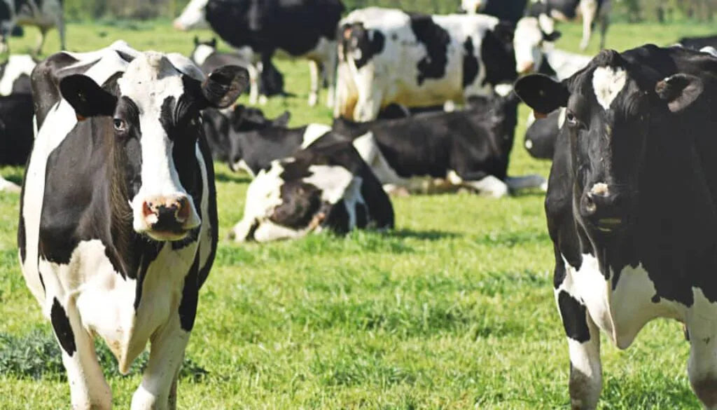 Optimising Pasture Performance
