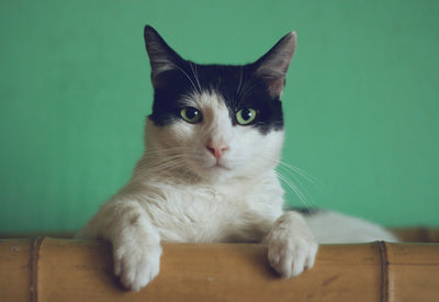 CAT DRY FOOD
