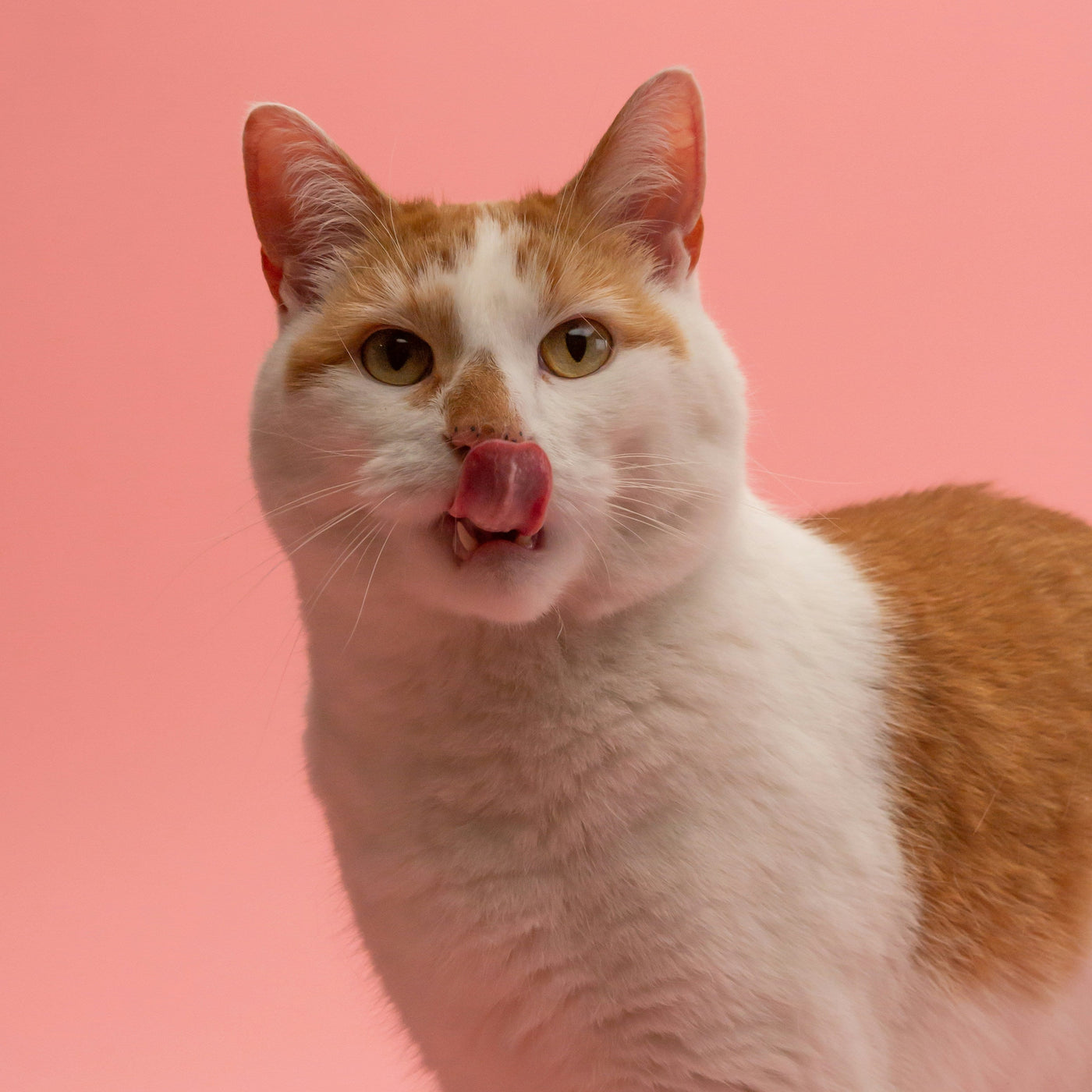 CAT FOOD