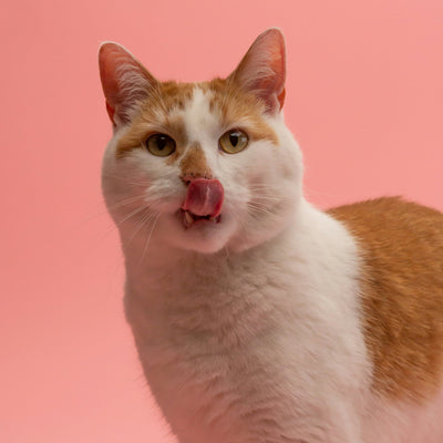 CAT FOOD