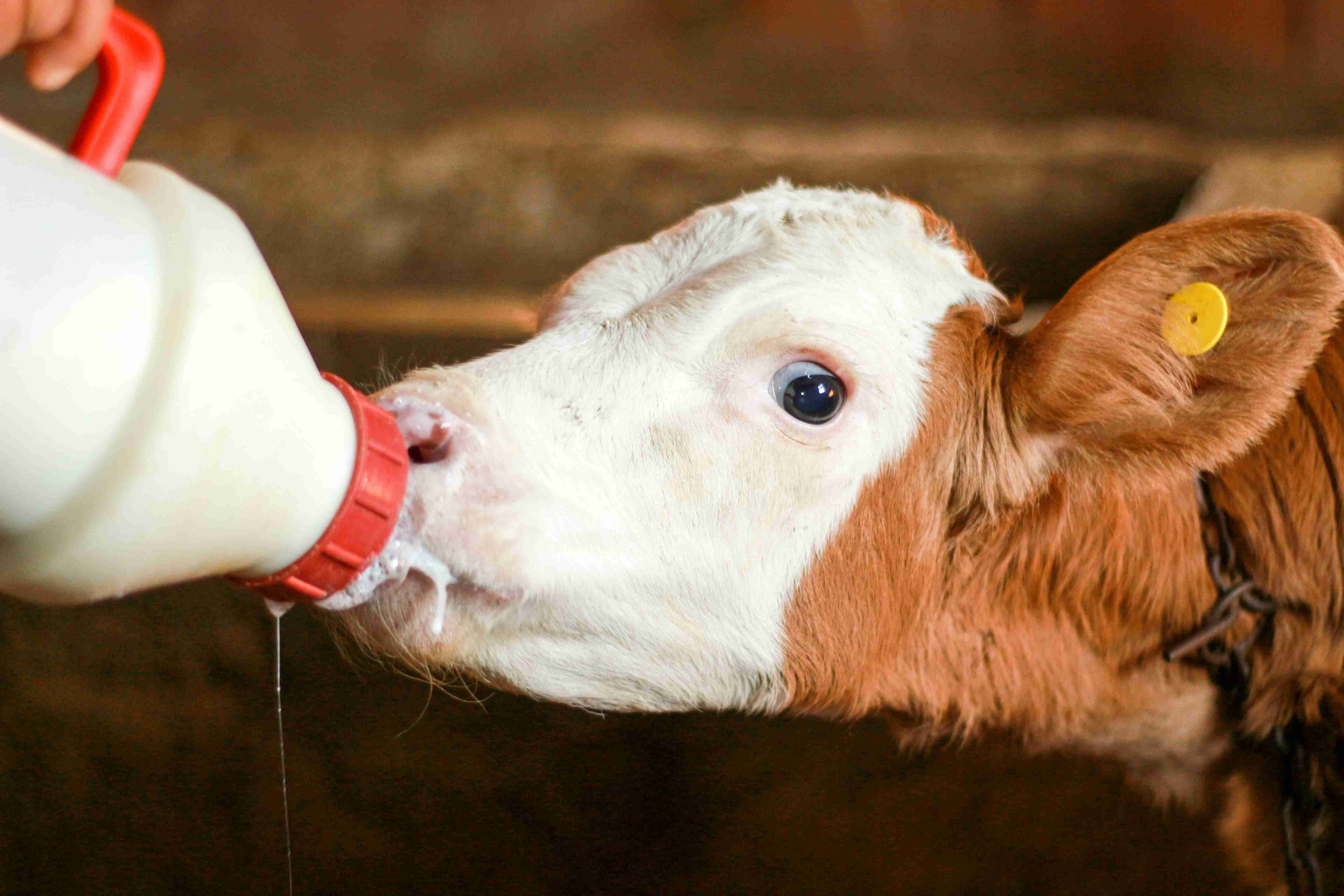 FEEDING & WATERING