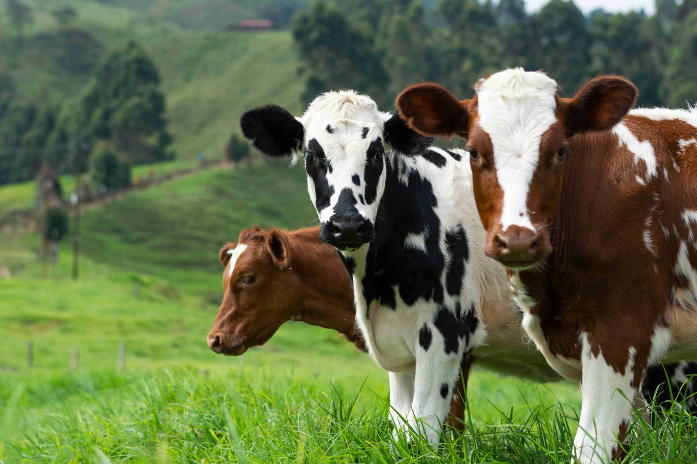 LIVESTOCK