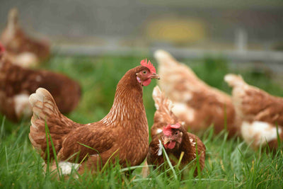 POULTRY & BIRDS