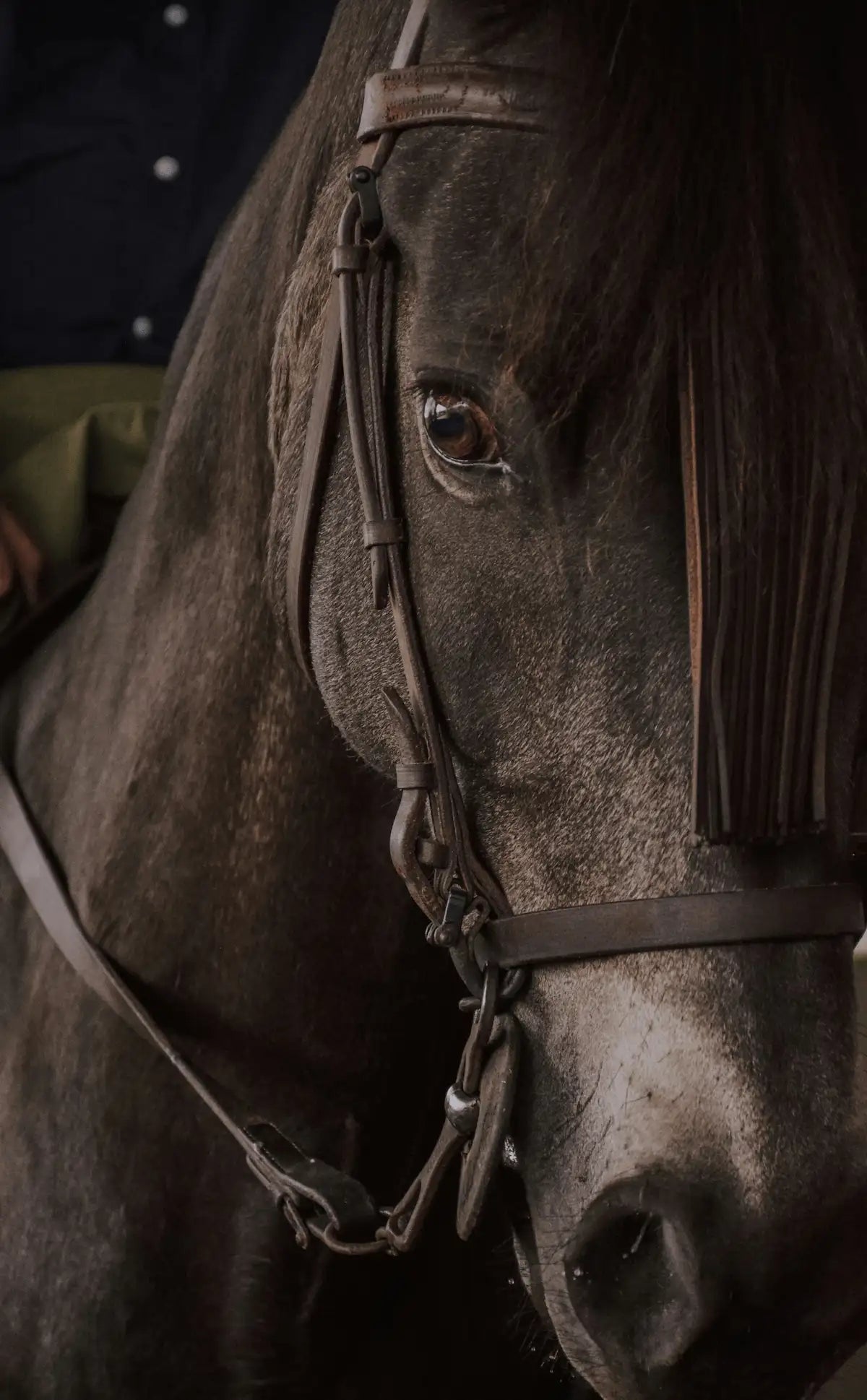 HORSE GROOMING & STABLE