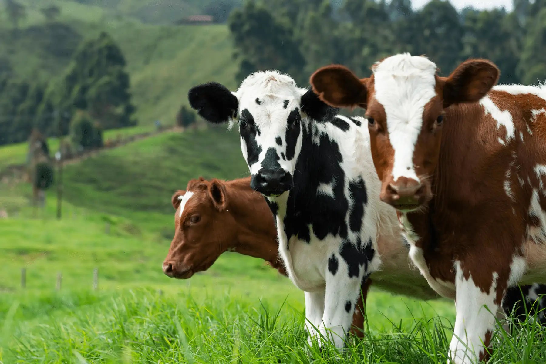 LIVESTOCK EQUIPMENT