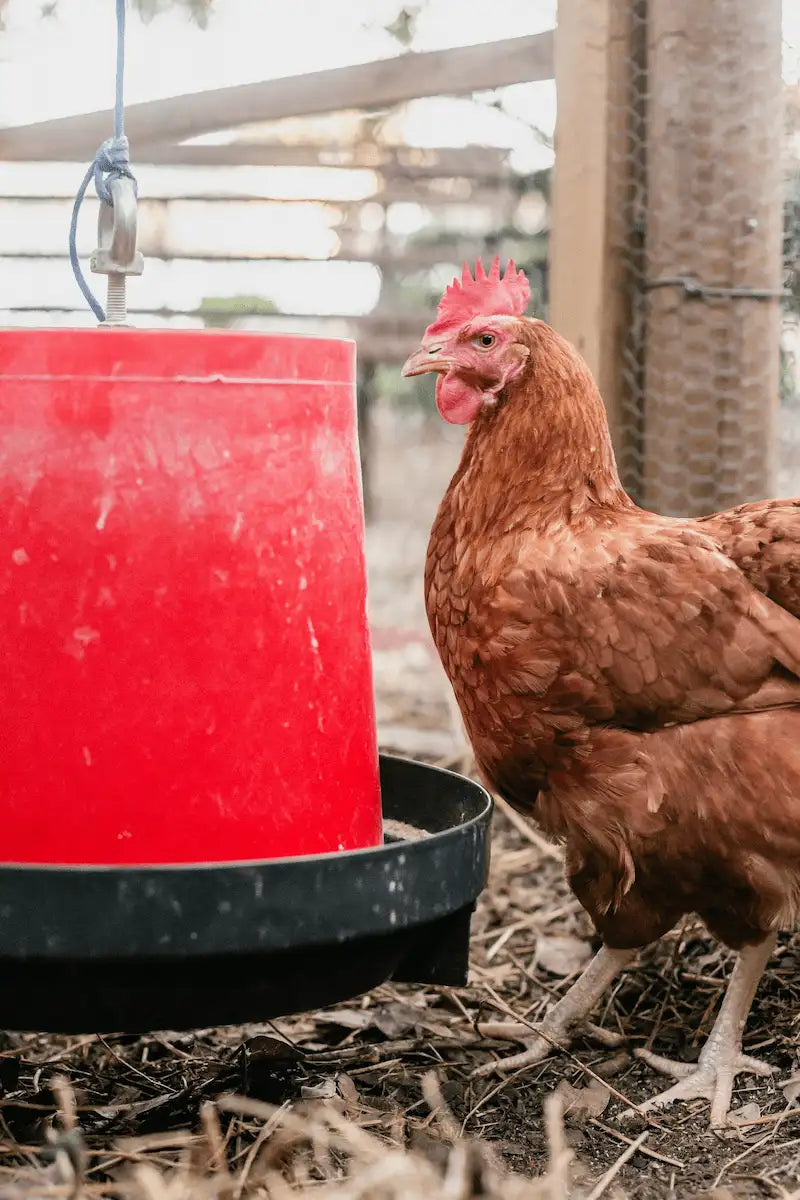 POULTRY & BIRD ACCESSORIES