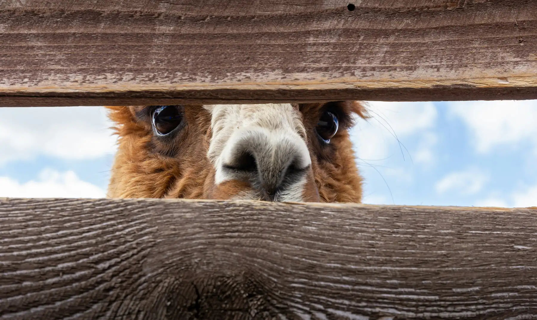 OTHER LIVESTOCK