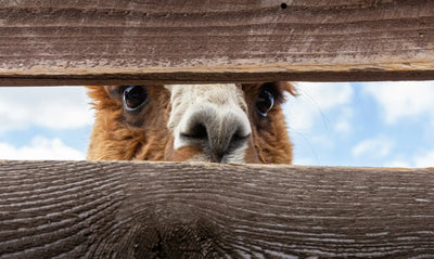 OTHER LIVESTOCK