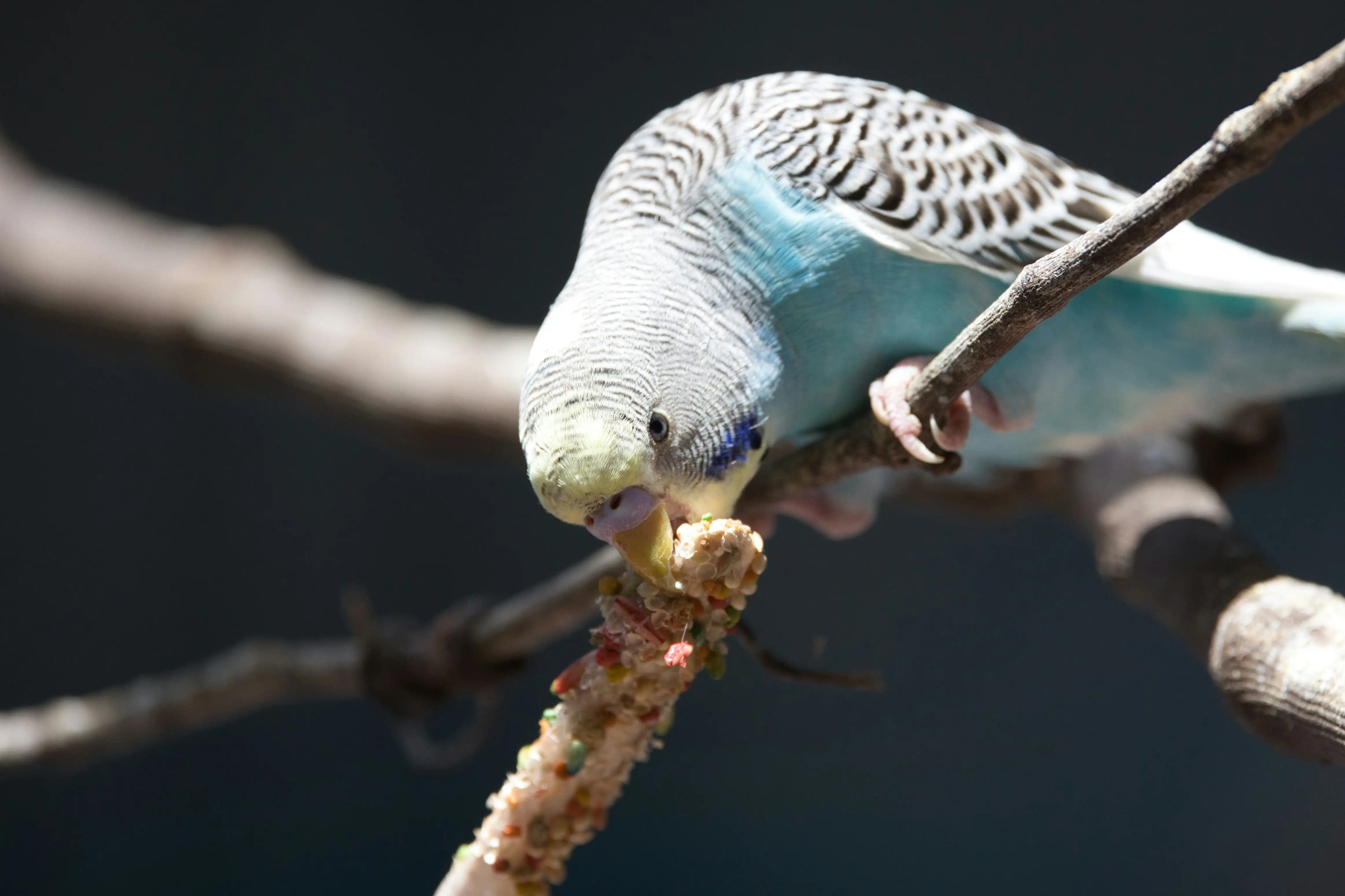 AVIARY BIRD FEED