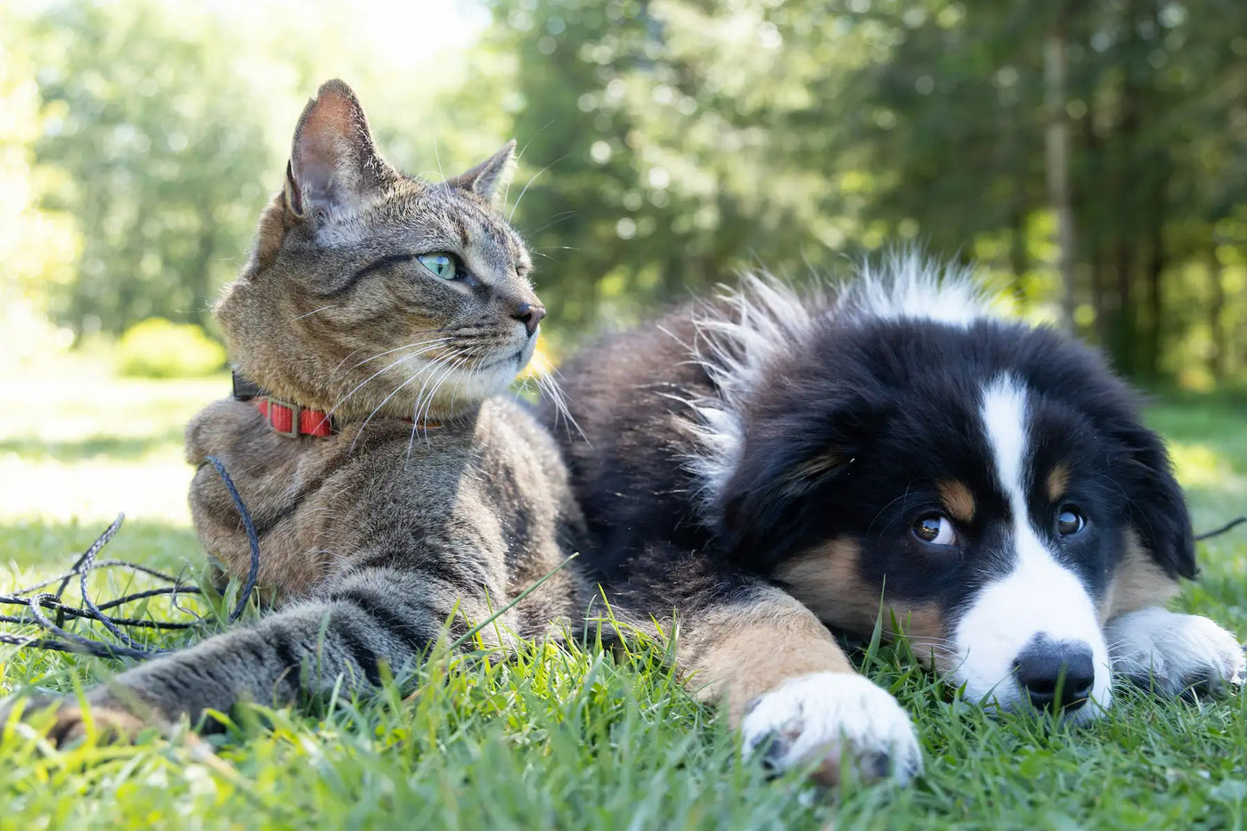 PET CARE & ACCESSORIES