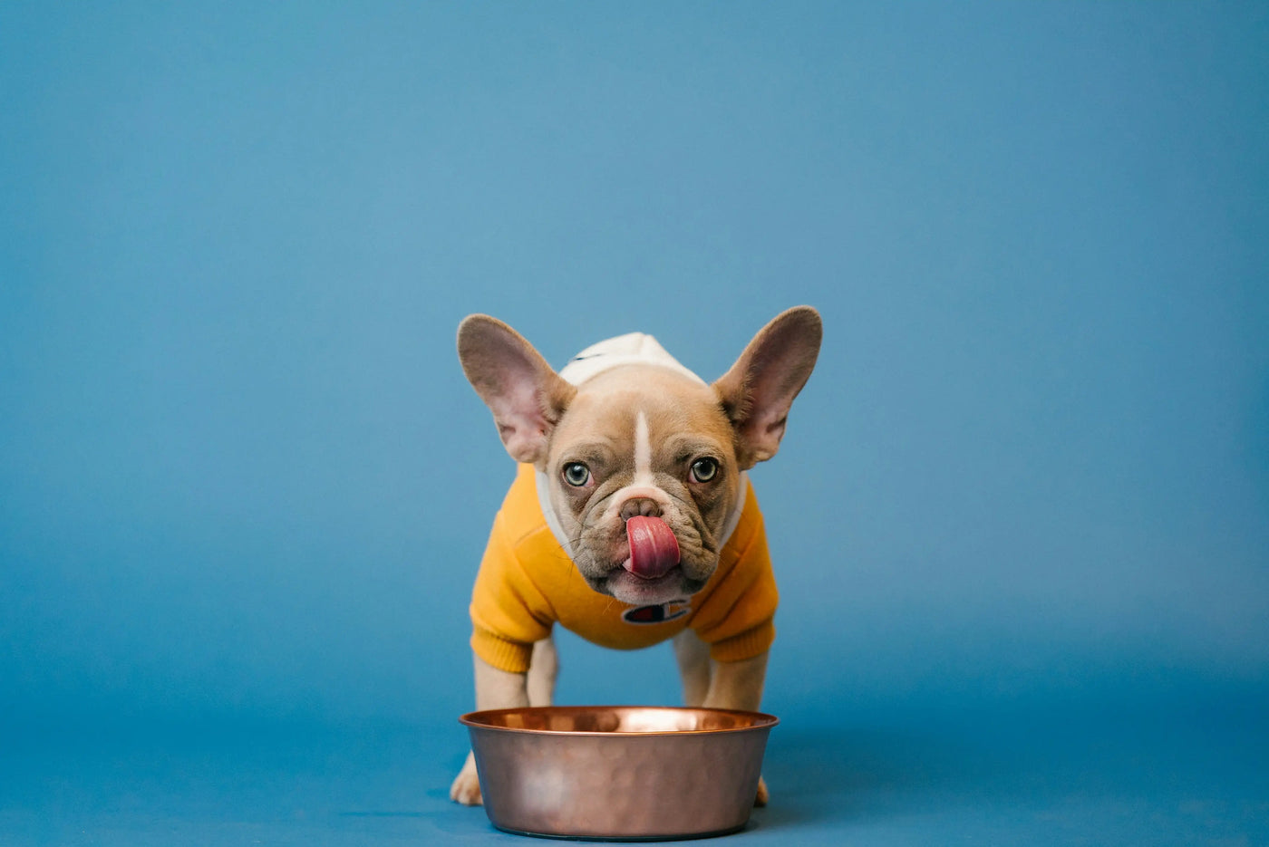 DOG FOOD