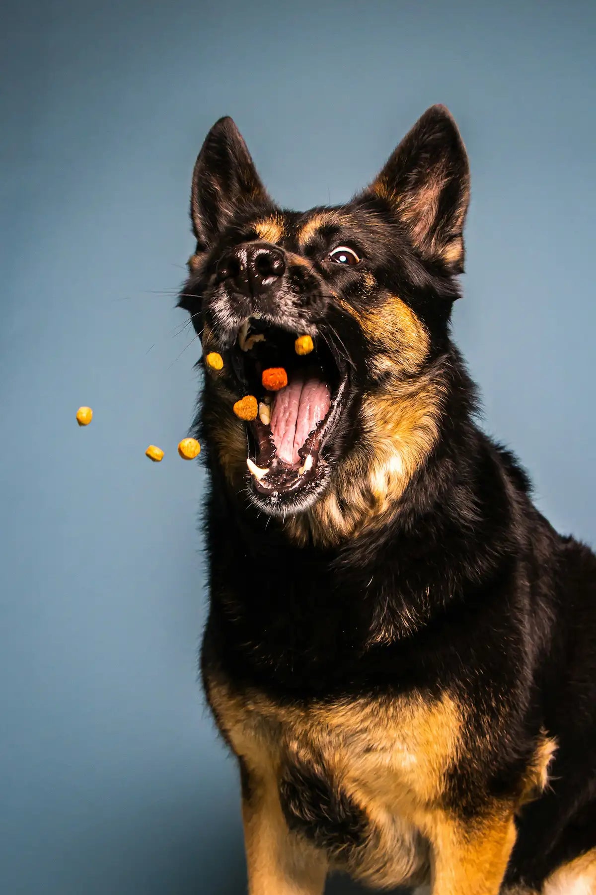 DOG DRY FOOD