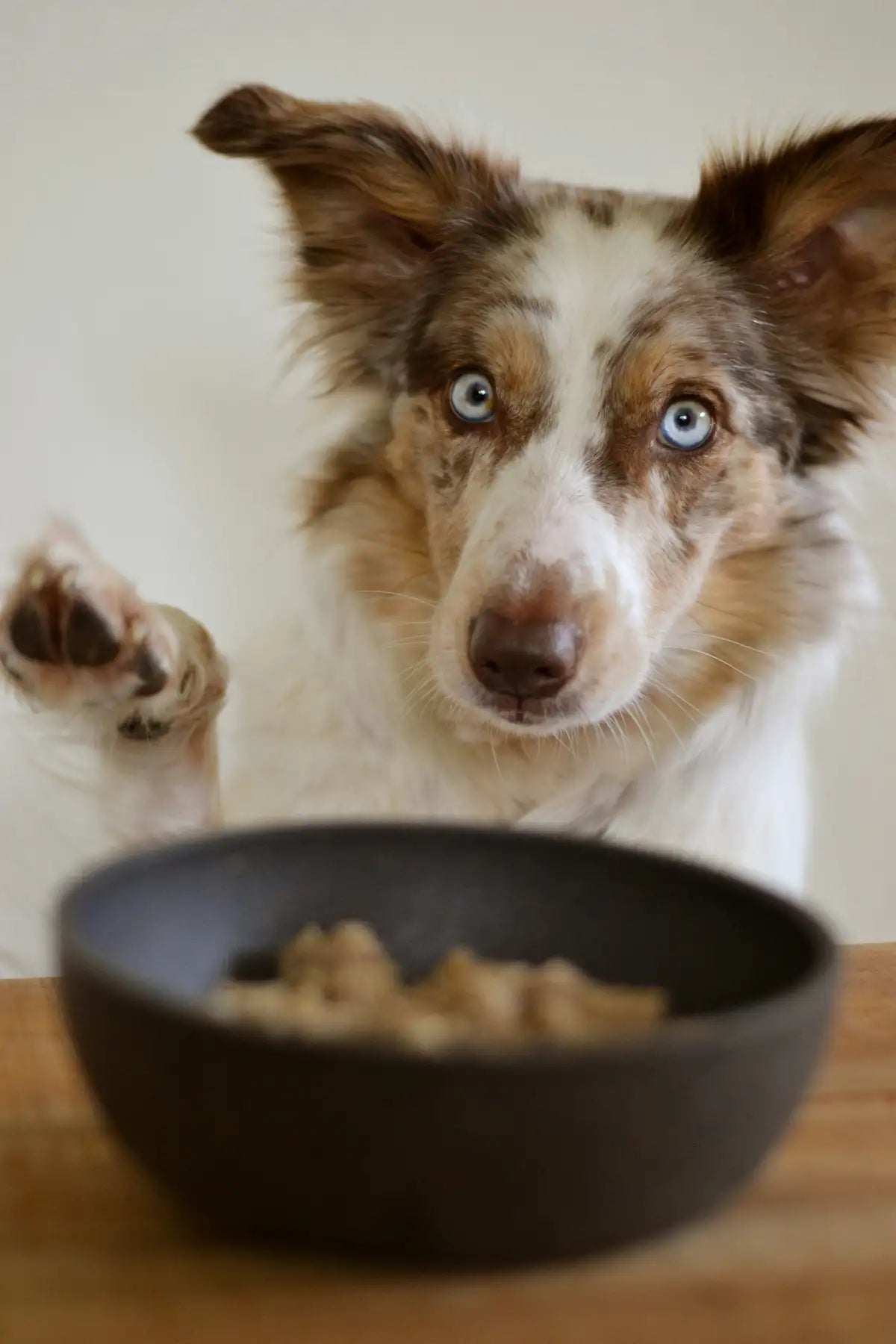 DOG WET FOOD