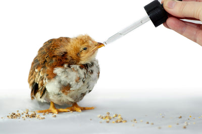 BIRD SUPPLEMENTS & TREATMENTS
