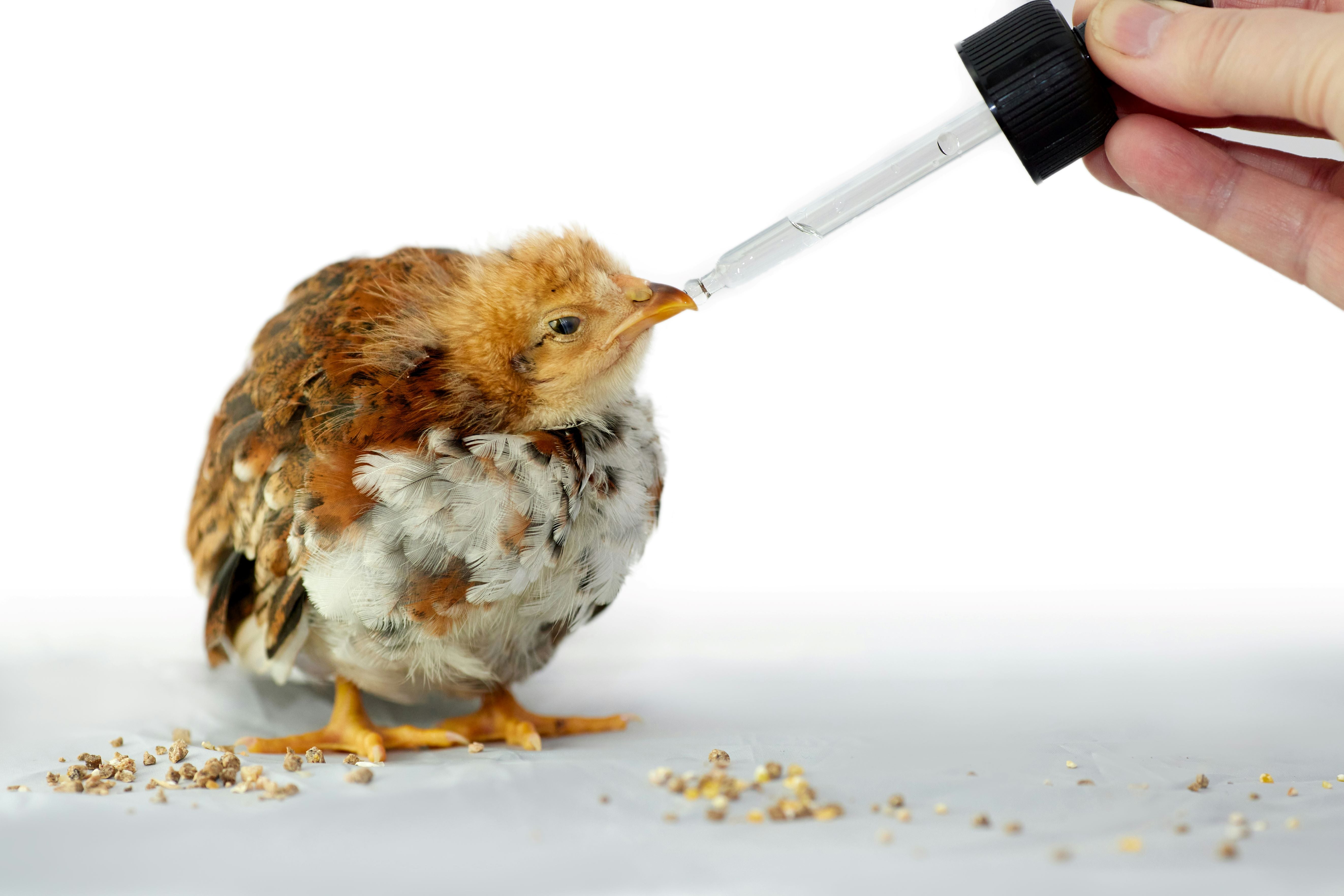 BIRD SUPPLEMENTS & TREATMENTS