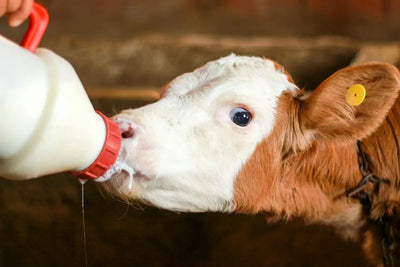 TROUGHS, DRINKERS & FEEDERS