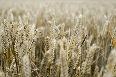 LIVESTOCK FEED