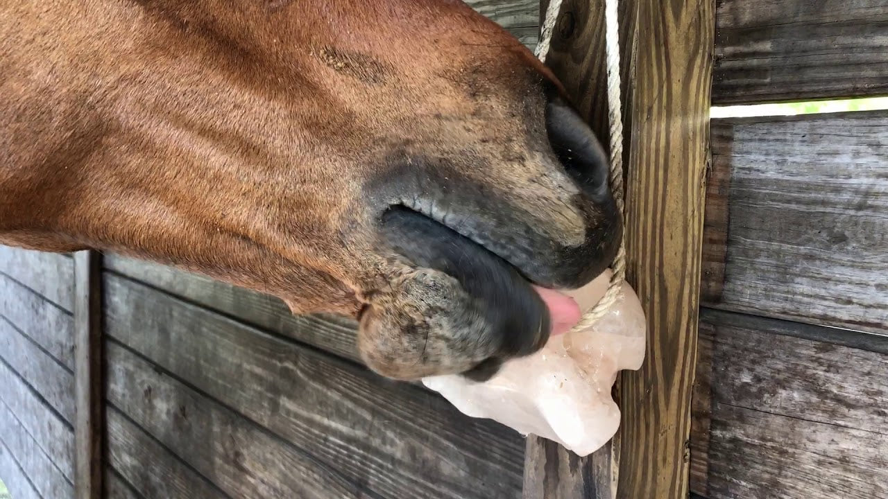 HORSE SUPPLEMENTS & TREATMENTS