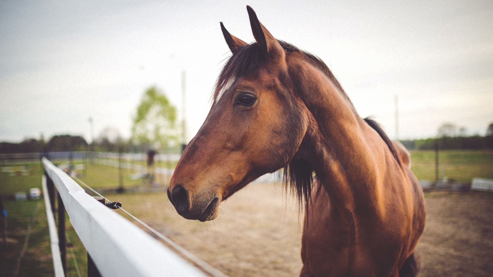 HORSE WORMERS & VACCINES