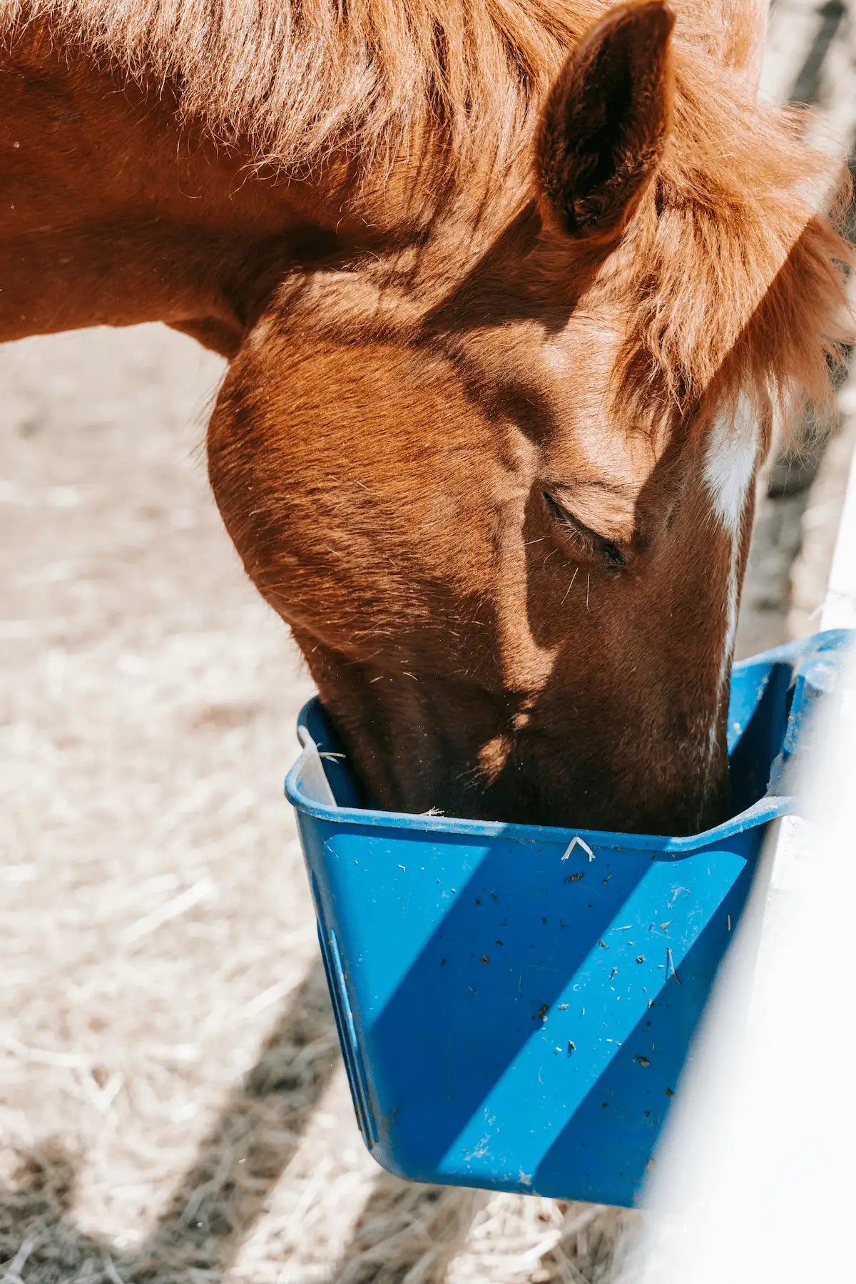 HORSE FEED