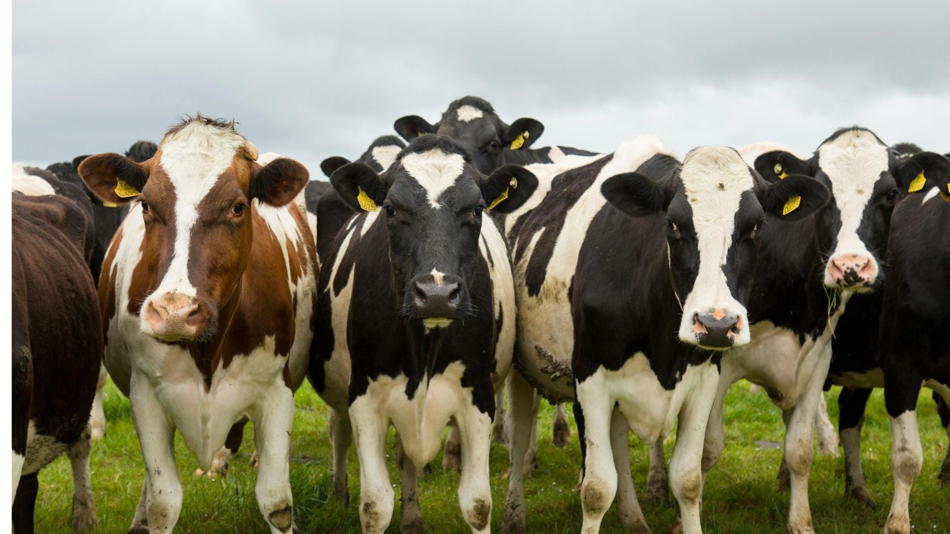 LIVESTOCK DRENCHES & VACCINES