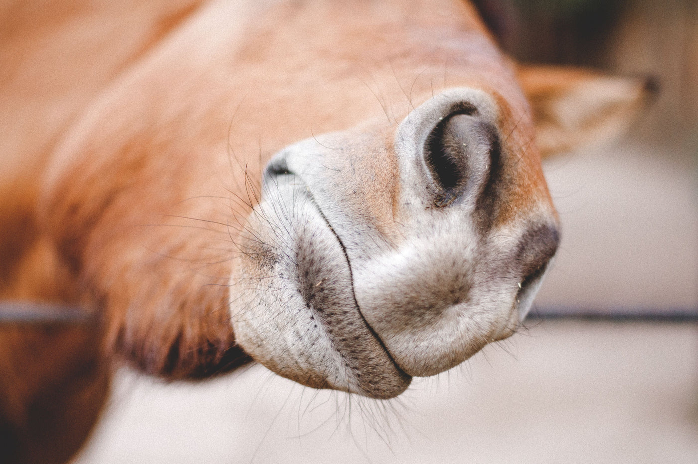 HORSE TREATS
