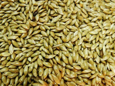 CANARY SEED PLAIN 20KG