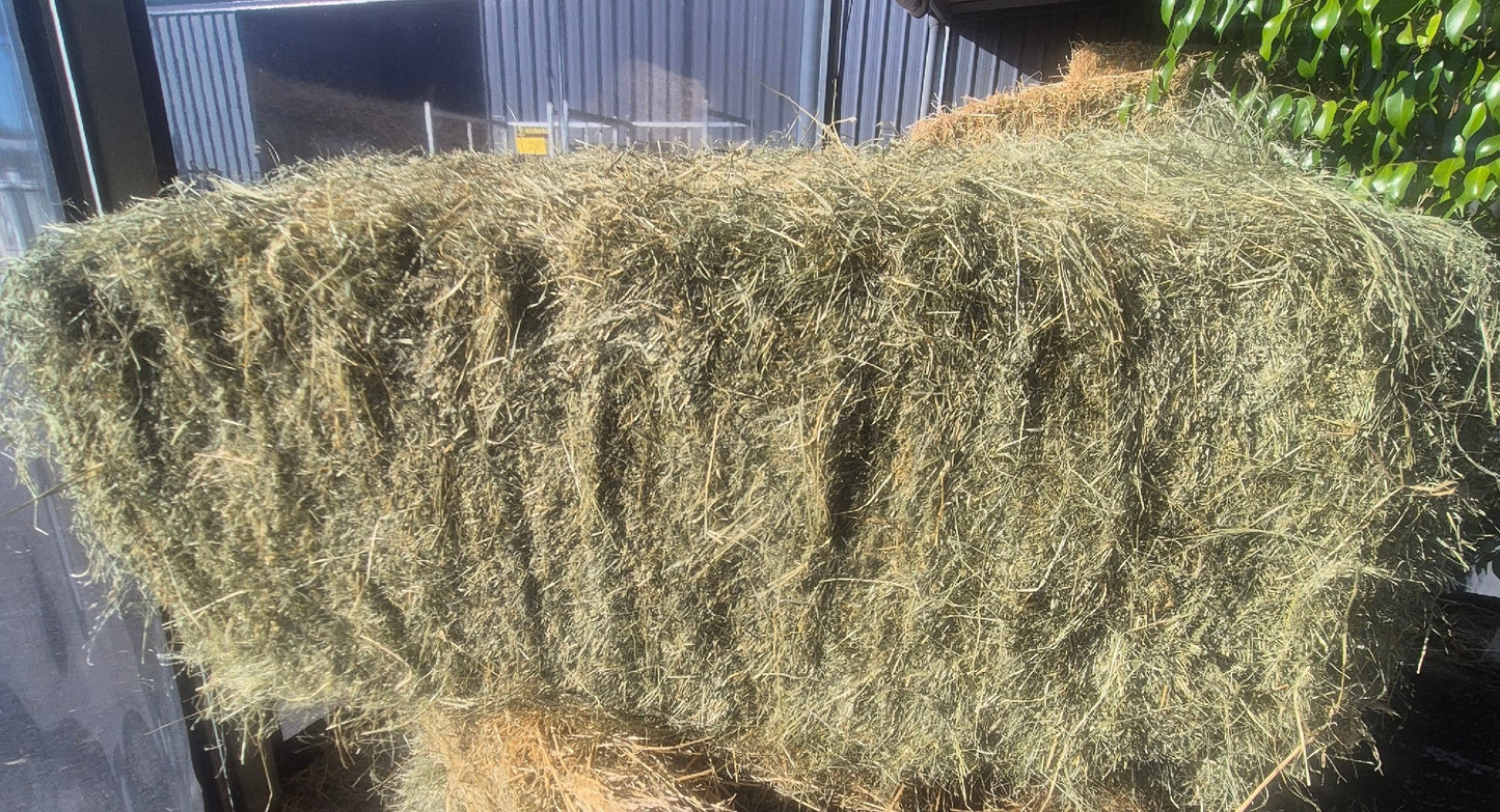 HAY TEFF PER BALE