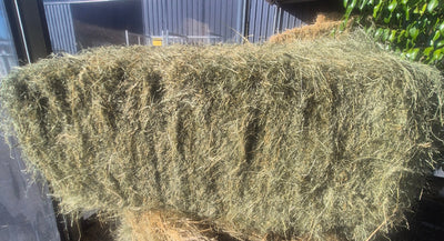 HAY TEFF PER BALE