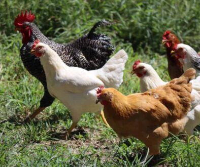 Chicken-and-Poultry-Feeds